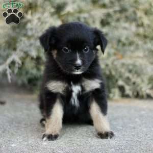 Decca, Miniature Australian Shepherd Puppy