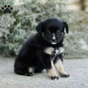 Decca, Miniature Australian Shepherd Puppy