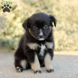 Decca, Miniature Australian Shepherd Puppy