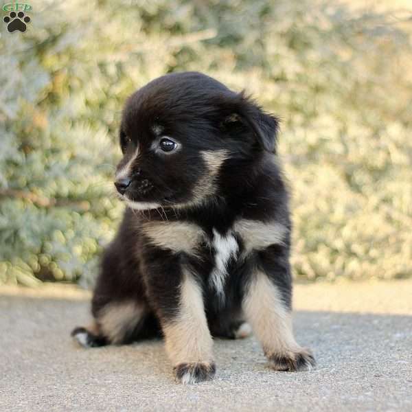 Decca, Miniature Australian Shepherd Puppy