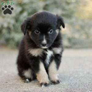 Decca, Miniature Australian Shepherd Puppy