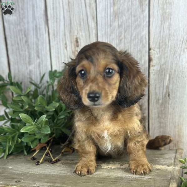 deisel, Dachshund Puppy