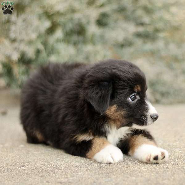 Devon, Miniature Australian Shepherd Puppy