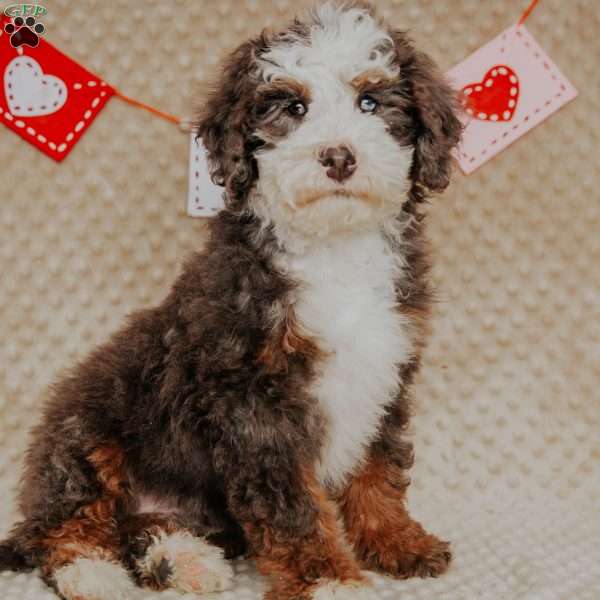 Duffy, Mini Bernedoodle Puppy