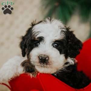 Elvis (Micro Mini), Mini Bernedoodle Puppy