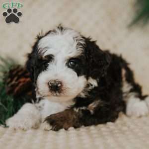 Elvis (Micro Mini), Mini Bernedoodle Puppy