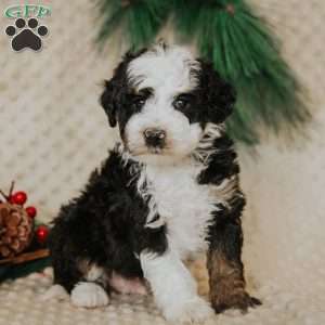 Elvis (Micro Mini), Mini Bernedoodle Puppy