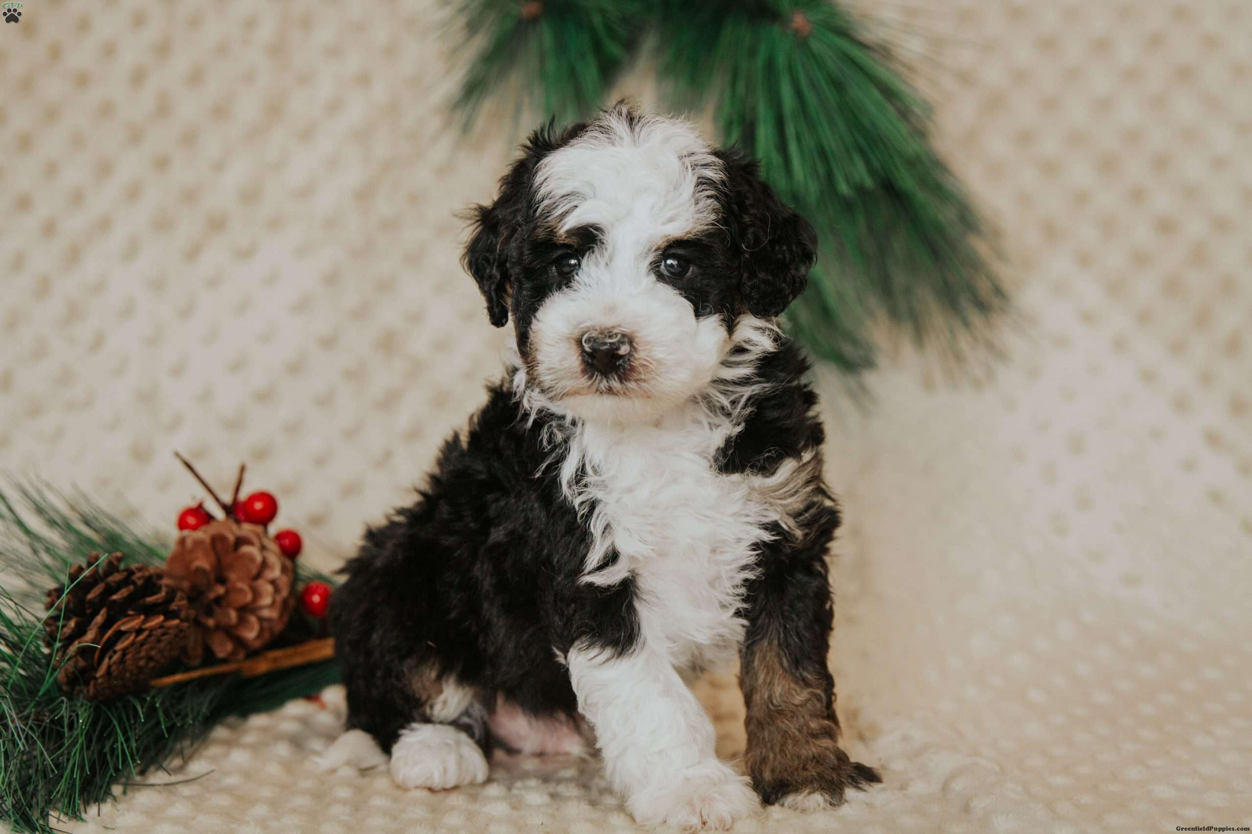 Elvis (f2b) - Mini Bernedoodle Puppy For Sale In Pennsylvania