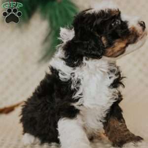 Elvis (Micro Mini), Mini Bernedoodle Puppy