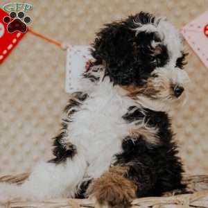 Elvis (Micro Mini), Mini Bernedoodle Puppy