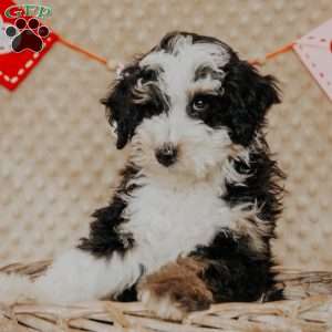 Elvis (Micro Mini), Mini Bernedoodle Puppy