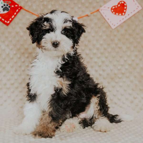 Elvis (Micro Mini), Mini Bernedoodle Puppy