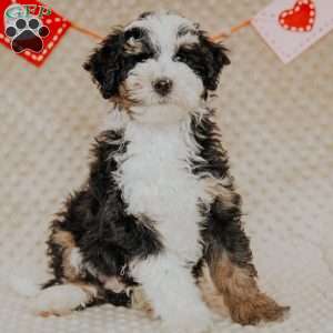 Elvis (Micro Mini), Mini Bernedoodle Puppy