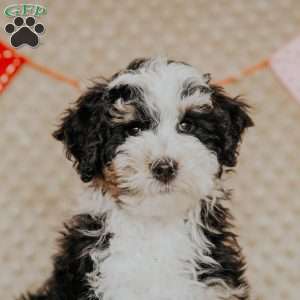 Elvis (Micro Mini), Mini Bernedoodle Puppy