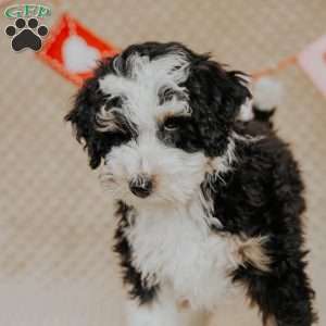 Elvis (Micro Mini), Mini Bernedoodle Puppy