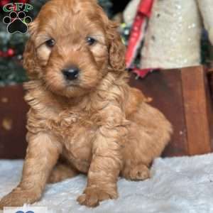 EZRI, Mini Goldendoodle Puppy