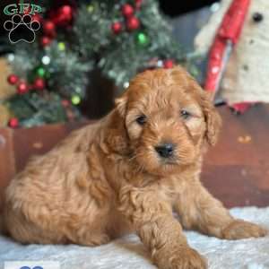 EZRI, Mini Goldendoodle Puppy