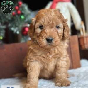 EZRI, Mini Goldendoodle Puppy