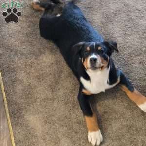 Noel, Greater Swiss Mountain Dog Puppy