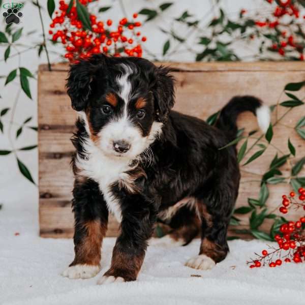 Stoner, Mini Bernedoodle Puppy