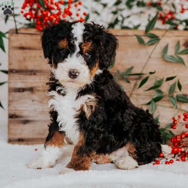 Steve, Mini Bernedoodle Puppy