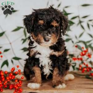 Sam, Mini Bernedoodle Puppy