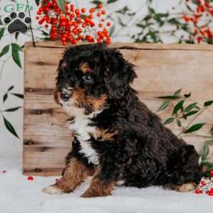 Sam, Mini Bernedoodle Puppy