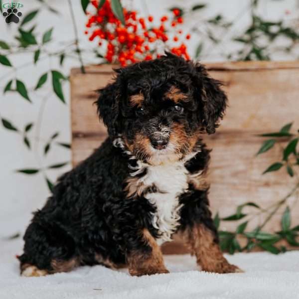 Sam, Mini Bernedoodle Puppy