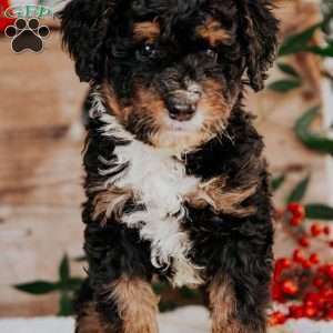 Sam, Mini Bernedoodle Puppy