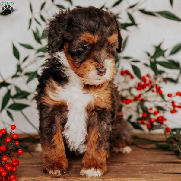 Stacy, Mini Bernedoodle Puppy