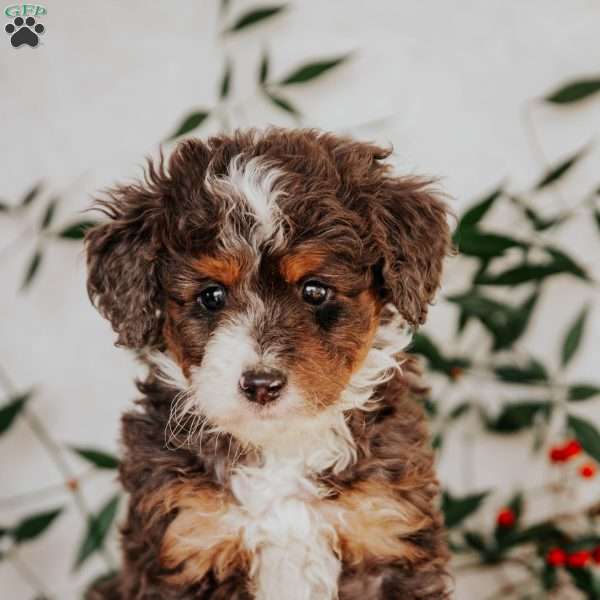 Soto, Mini Bernedoodle Puppy