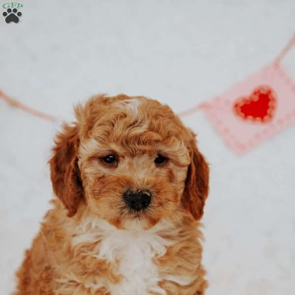 Gallo, Mini Goldendoodle Puppy