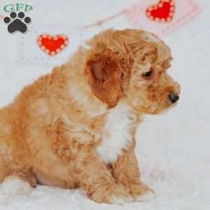 Gallo, Mini Goldendoodle Puppy