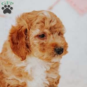 Gallo, Mini Goldendoodle Puppy