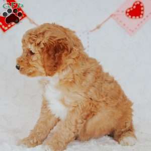 Gallo, Mini Goldendoodle Puppy