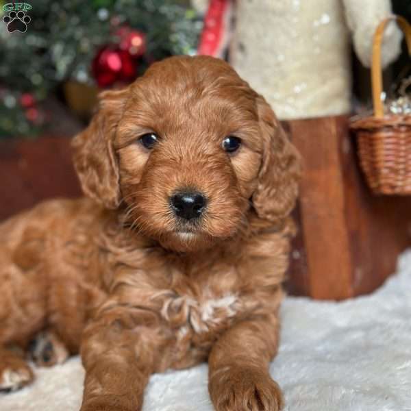 GEORGIE, Mini Goldendoodle Puppy