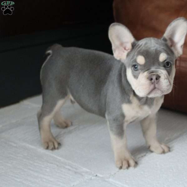 Ginger, French Bulldog Puppy