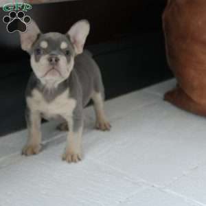 Ginger, French Bulldog Puppy