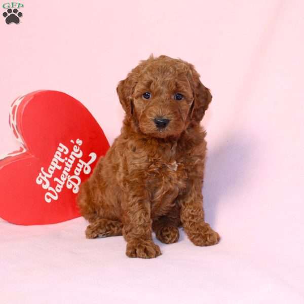 Gloria, Miniature Poodle Puppy