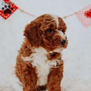 Gordon, Mini Goldendoodle Puppy