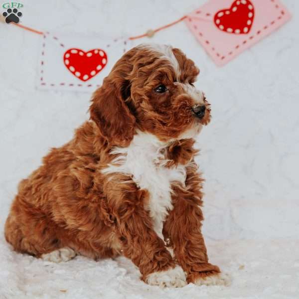 Gordon, Mini Goldendoodle Puppy