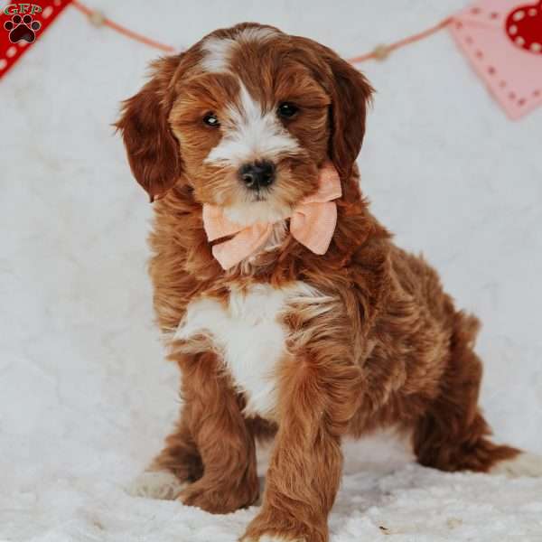 Gracie, Mini Goldendoodle Puppy