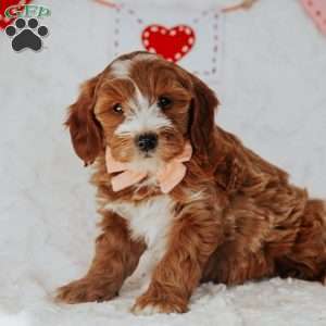 Gracie, Mini Goldendoodle Puppy