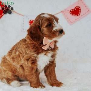 Gracie, Mini Goldendoodle Puppy