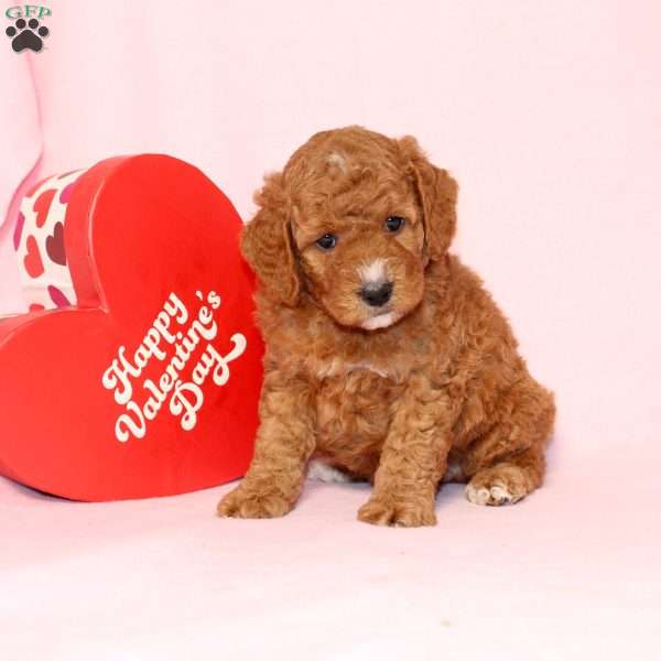 Granger, Miniature Poodle Puppy