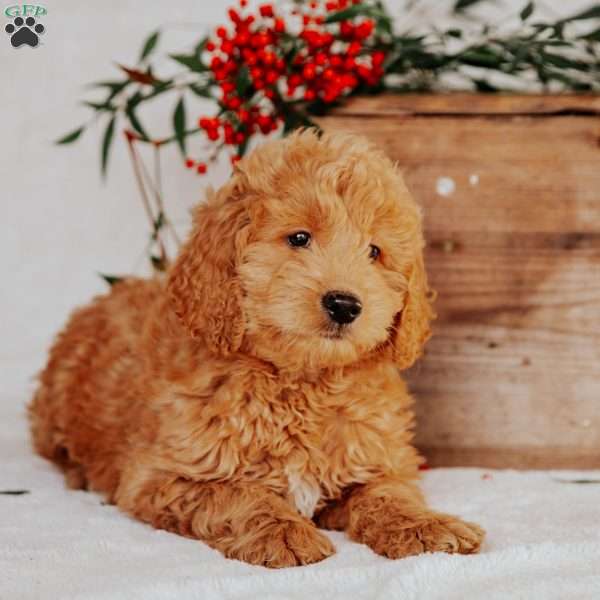 Gus, Mini Goldendoodle Puppy