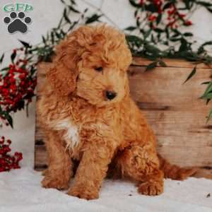 Gus, Mini Goldendoodle Puppy