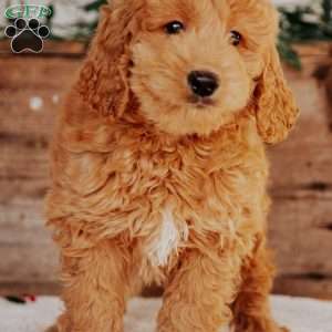 Gus, Mini Goldendoodle Puppy