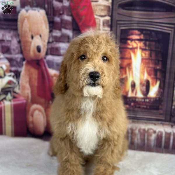 Henry, Mini Goldendoodle Puppy