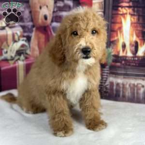 Henry, Mini Goldendoodle Puppy